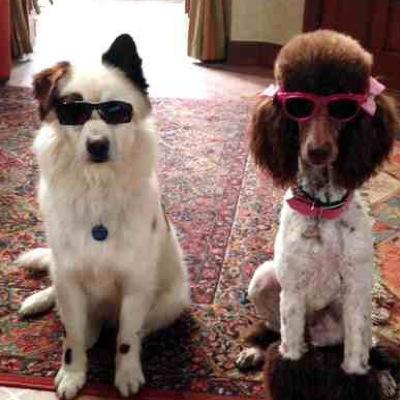 princessNstan's profile picture. i can talk now. dog rule cats not so much. engagaed to @Imrealstan4. my owner is @FakingSouls