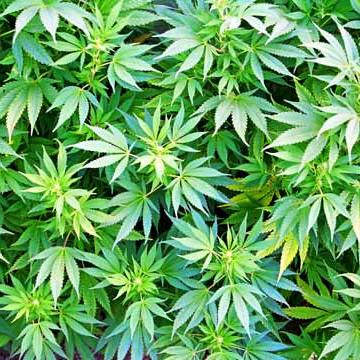 Connecting the rich and famous with the 420/710