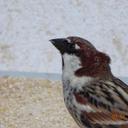 alex baro pineda - @puretaf - Twitter