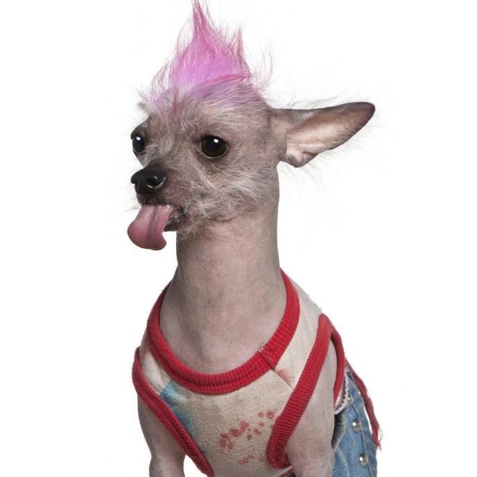 Nos encantan los #perros, y por eso hablaremos de todo lo relacionado con nuestros compinches caninos.  Además tenemos fotos y videos chulísimos