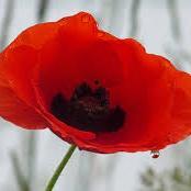 VeerleDeTollena's profile picture. 