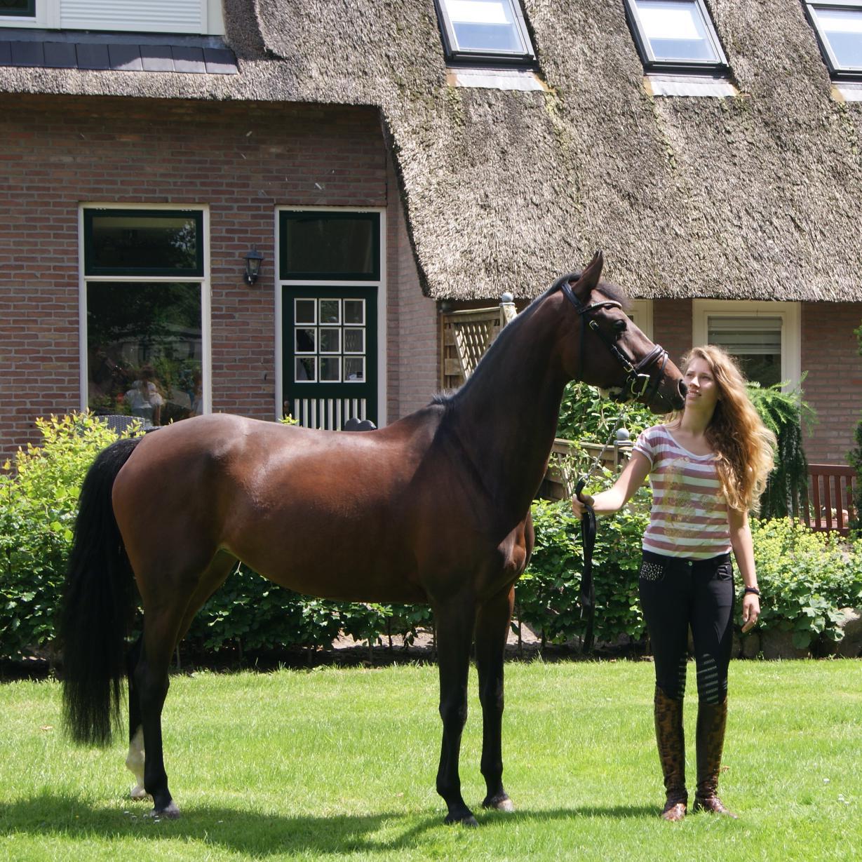 Deze blog staat in het teken wat de ruiter/amazone wil weten over de nieuwste trends op paarden gebied.