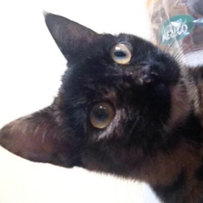 FearzyV's profile picture. Co-Leader of Sanity eSports