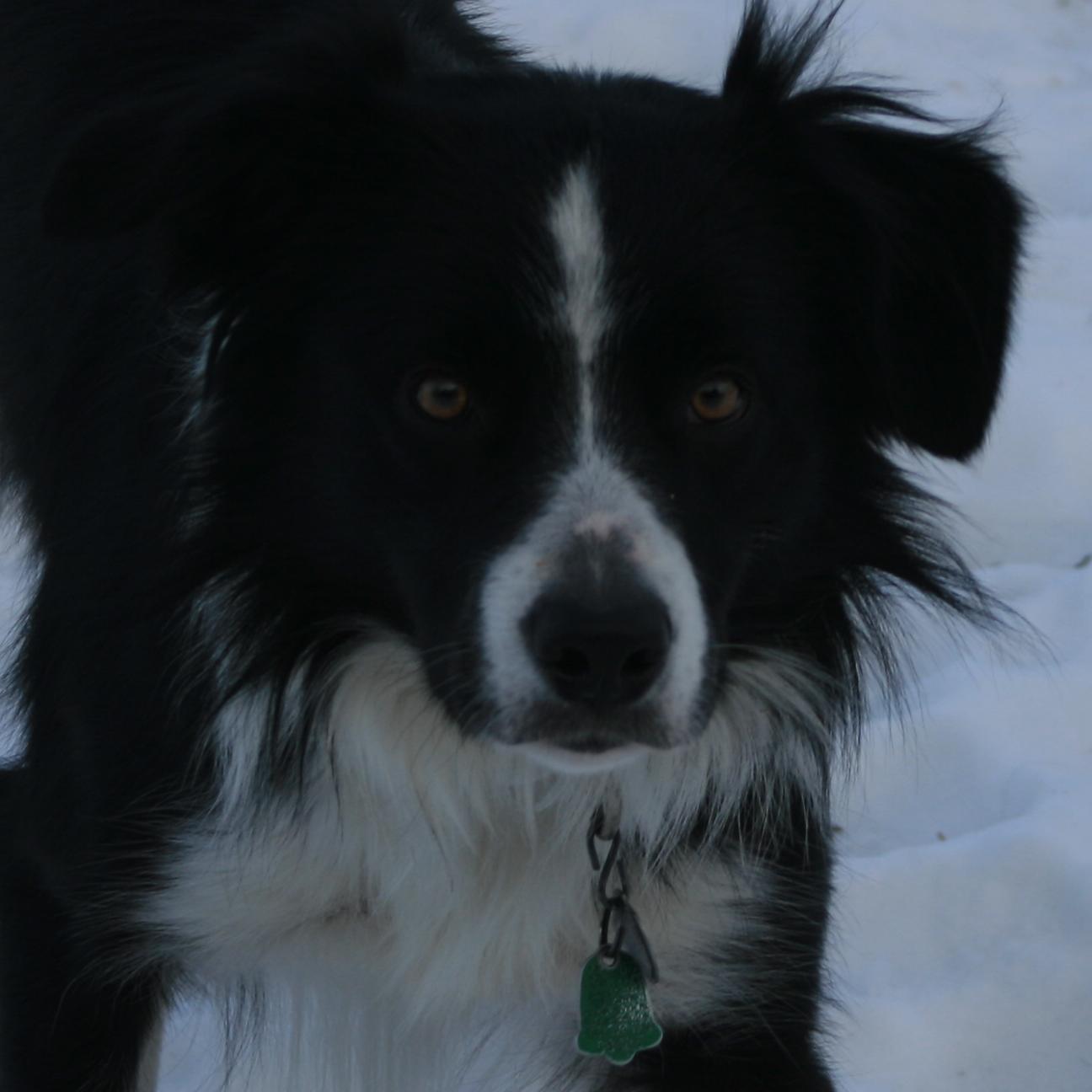 ZephyrsHaunt's profile picture. Have Rugby Ball - Will Travel!