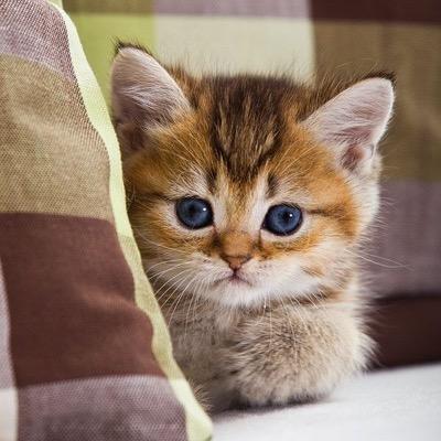 paddingtonbun's profile picture. 