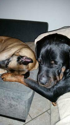 nintoslai's profile picture. 