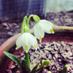 White Lamb Nurseries (@whitelambplants) Twitter profile photo White Lamb Nurseries (@whitelambplants) Twitter profile photo