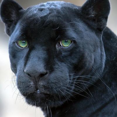 KansasKane's profile picture. Cats must always be cats, even when they are gods, or constellations. Beka Cooper Terrier, Tamora Pierce. RP, 21+ Contact @Alastair66 to follow.