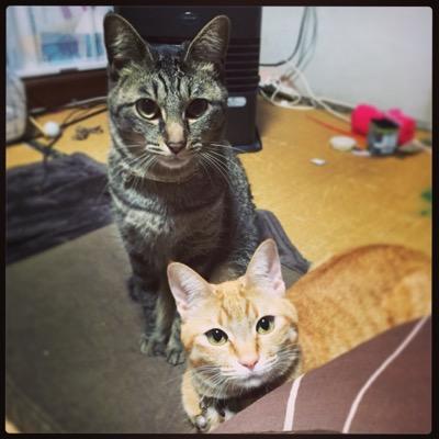 gattoぅにみるからのお知らせさんのプロフィール画像