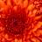julie_danker's profile image
