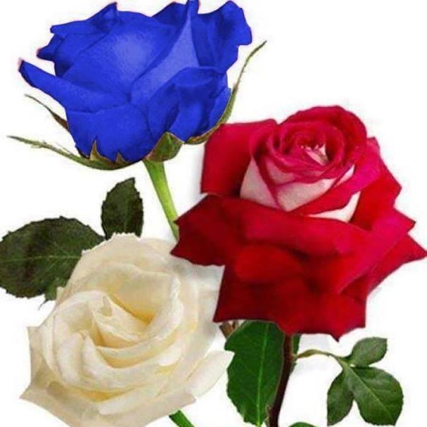 MartadeCuba's profile picture. Soy cubana que ama a su Patria, su Revolución y a Fidel. Me gusta conocer personas que piensan igual a mi y establecer conversaciones de temas variados.