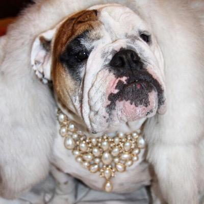 I am a beautiful 4 year old Englishbulldog. I live with twin brother Max and yellow lab brother . I am very stubborn and a daddy's girl. I love TV!