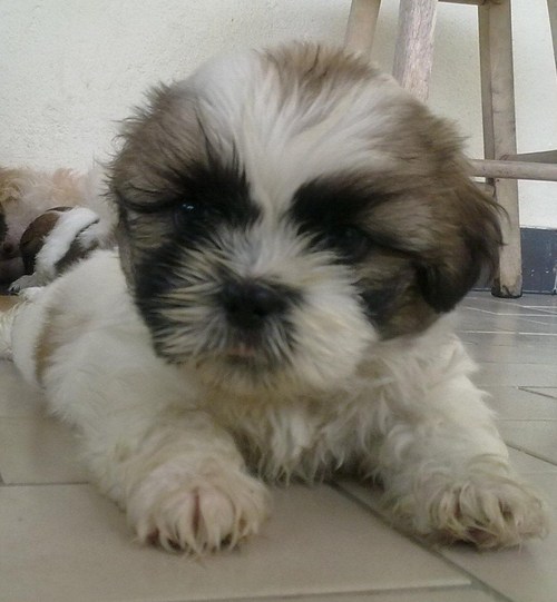 gizmondoo's profile picture. I'm an IT enthusiasts aka electro guy discovering abundance of electrifying devices developed on this earth.