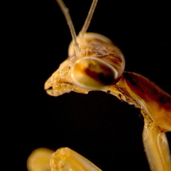 TheSirNovak's profile picture. Medical Marijuana enthusiast, Australian Cattle Dog owner, Aspiring Ne'er-Do-Well.
Check out http://t.co/UvVcbxoU8n! Where the Stoners Grow.