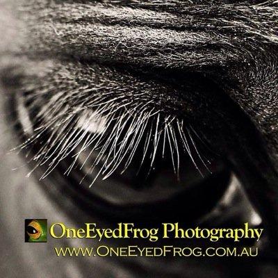 OneEyedFrggyo's profile picture. http://t.co/1MA5XSAa3G    Equestrian Photographer Artist/Frog breeder-keeper/Photographer