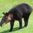 savethetapir4's profile image