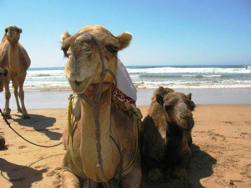 Irablana's profile picture. 