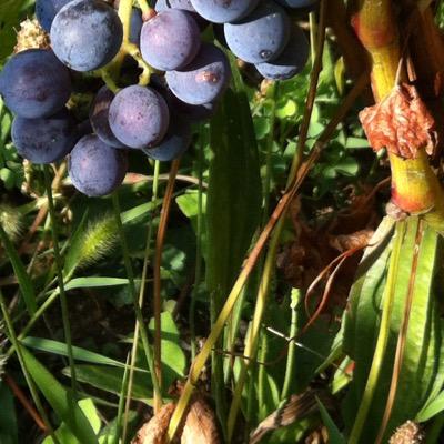 COLLEPASTE MOSCATO DI SCANZO #moscatodiscanzo