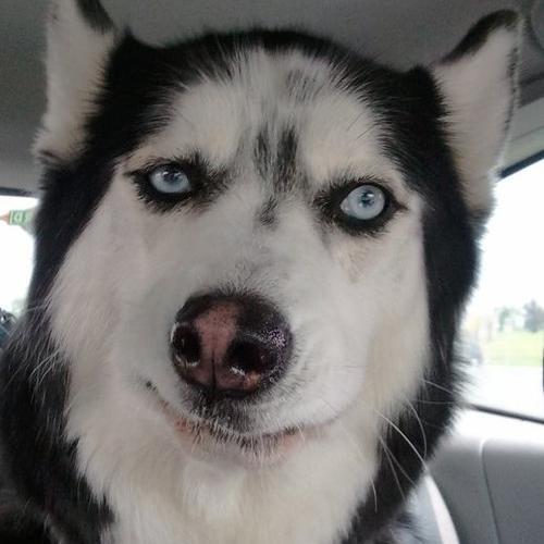 FarvaIsAScrubby's profile picture. 