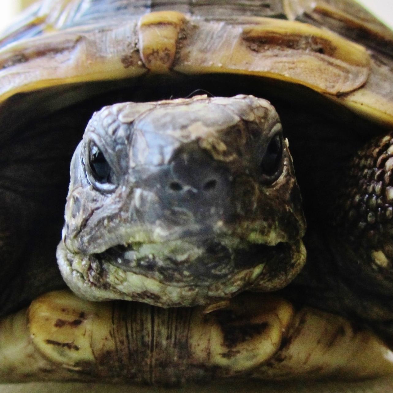 Luxury tortoise boarding in Hertfordshire