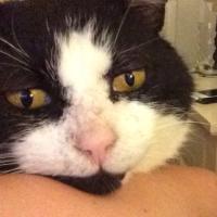 Paula Huscroft (@paulahb20) 's Twitter Profile