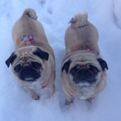 CookNBeans's profile picture. Cookie and Bella (Beans) from MA! Bella is the mom pug who had Cookie 5 years ago, Bella's hubby and other kiddies live close by to make a snuggly, pug family❤️