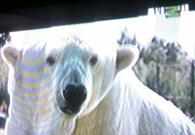 Amo a los animales, amo el planeta y libertad a oso Arturo del zoo de Mendoza Argentina