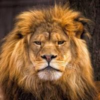 LunarLeonis (@lunarleonis) 's Twitter Profile