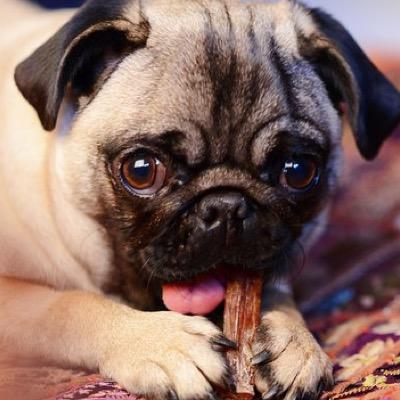 Margaery Tyrell Bosnick is an NYC pug with a little white patch on her chest and a great, big, badass attitude.