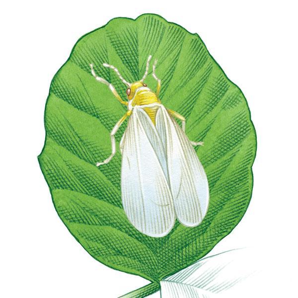 WhiteFly420's profile picture. OMMP Dispensary