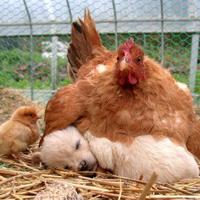 Joe Mac (@jdmaclean1) 's Twitter Profile Photo