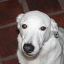 guillermo oliver - @chinochevy - Twitter