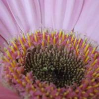 ANILU QUEZADA GALLO (@aniluquezadagal) 's Twitter Profile