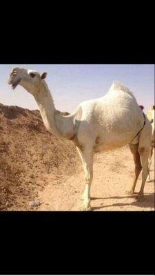 abomalialadian2's profile picture. 