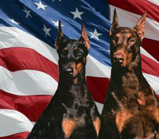 DPCADobes's profile picture. Official profile for the Doberman Pinscher Club of America, a nonprofit charged with preserving and protecting one of America's great heroes.