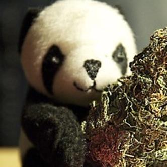PandaCrew420's profile picture. Music Promotion/Comedic Twitter acount for panda loving stoners xD Follow if you like the following: pandas, edm, weed, funny stuff, more weed, errr- and weed.