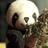 PandaCrew420's profile image