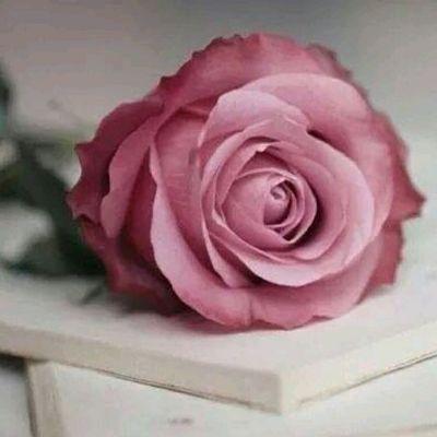 algnoob007's profile picture. الحساب محذووف