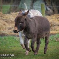 #Donkeyhour (@donkeyhour) Twitter profile photo