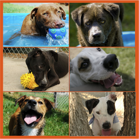 Adopt a Running Buddy