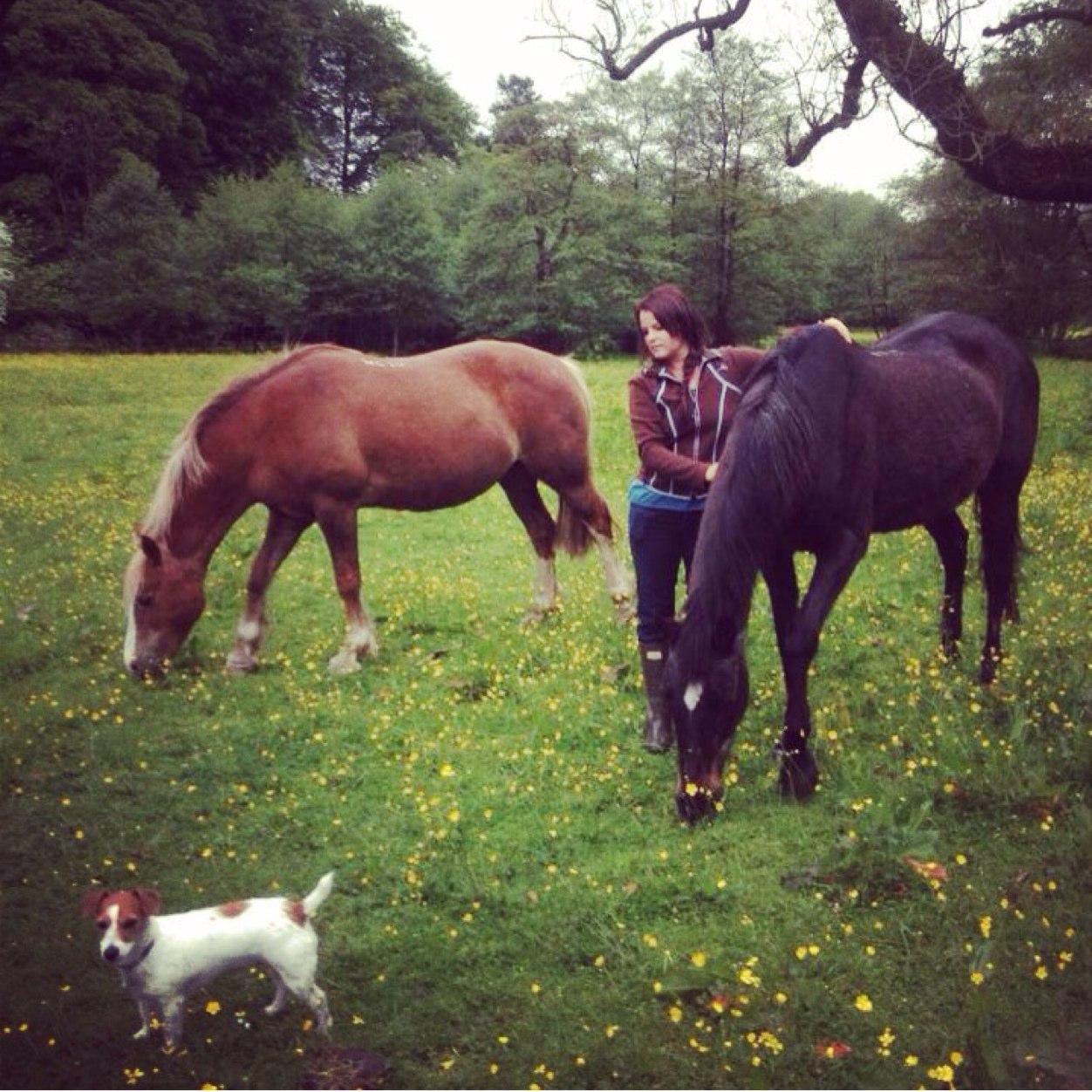 Freelance horse groom and cider drinker who never ties her shoelaces. Kat.casey2012@gmail.com for bookings. 16 years experience, UK and abroad. 🐴🥕✨