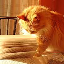 xtremesadness's profile picture. my other side ~