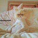 ليكون من يكون (@0077Ahmed) Twitter