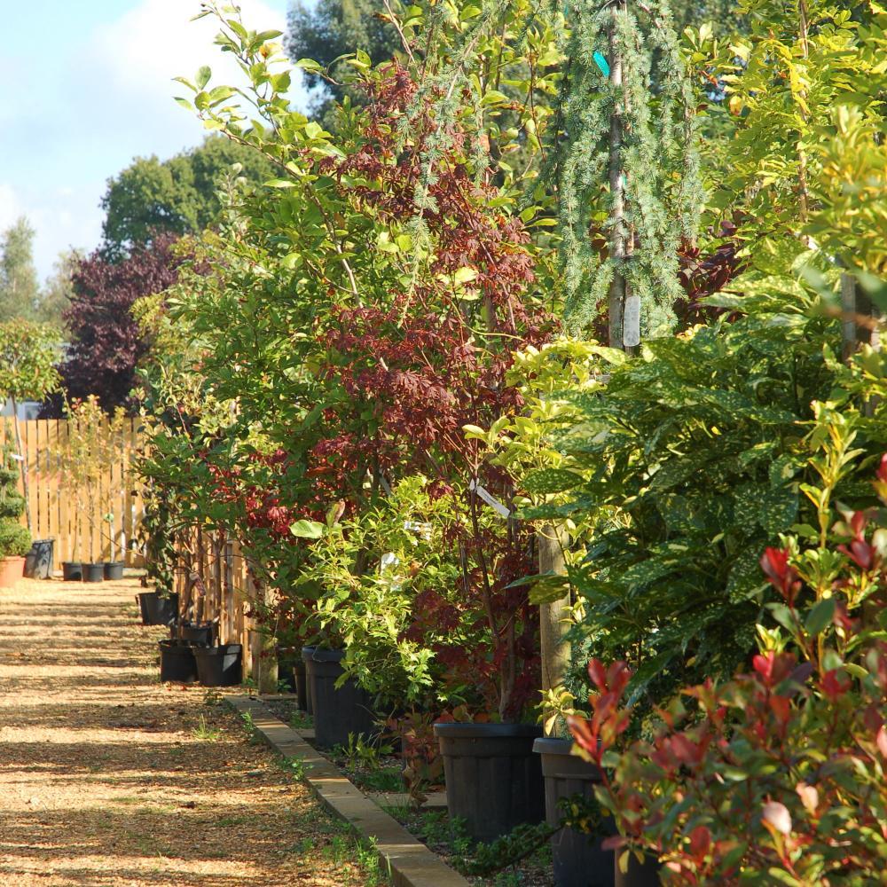 James and Chrissie welcome you to Barn Close Warks, a traditional garden nursery based on the Old Warwick Road, Shrewley, Warwick CV35 7AX 01926 843 192