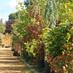 Barn Close Nurseries (@barnclosewarks) Twitter profile photo Barn Close Nurseries (@barnclosewarks) Twitter profile photo