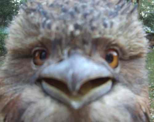 fluffkcdu's profile picture. lover