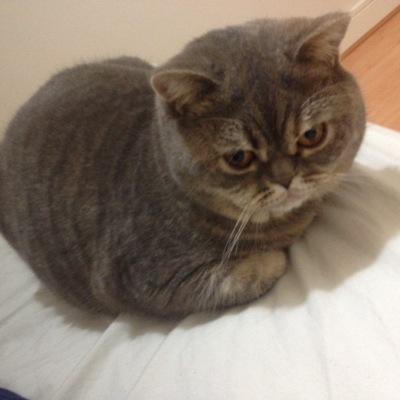 ♥♡ Caroline the owner and Molly British Shorthair Cat. Miaow ♥♡ ....EAT, SLEEP, PLAY ... REPEAT