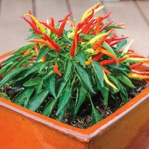 EndangSaptorin1's profile picture. Allahumma Yassir walla tuassir  - Man jadda wa jada