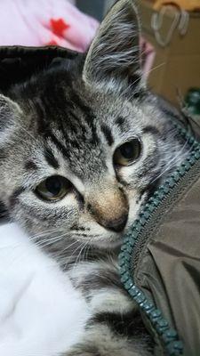 tinariona's profile picture. 2020年5月 ランゼム ハント 症候群になりました その後病的共同運動に 苦しむ 治療のため 色々 鍼灸院　形成外科 ボトックス治療に奮闘中 後遺症外来(病的共同運動)の専門医 病院や 情報がなさ過ぎる為 共有できる情報 お願いします 無言フォロー失礼します フォローバックとか出来てない時 慣れてないからごめんなさい