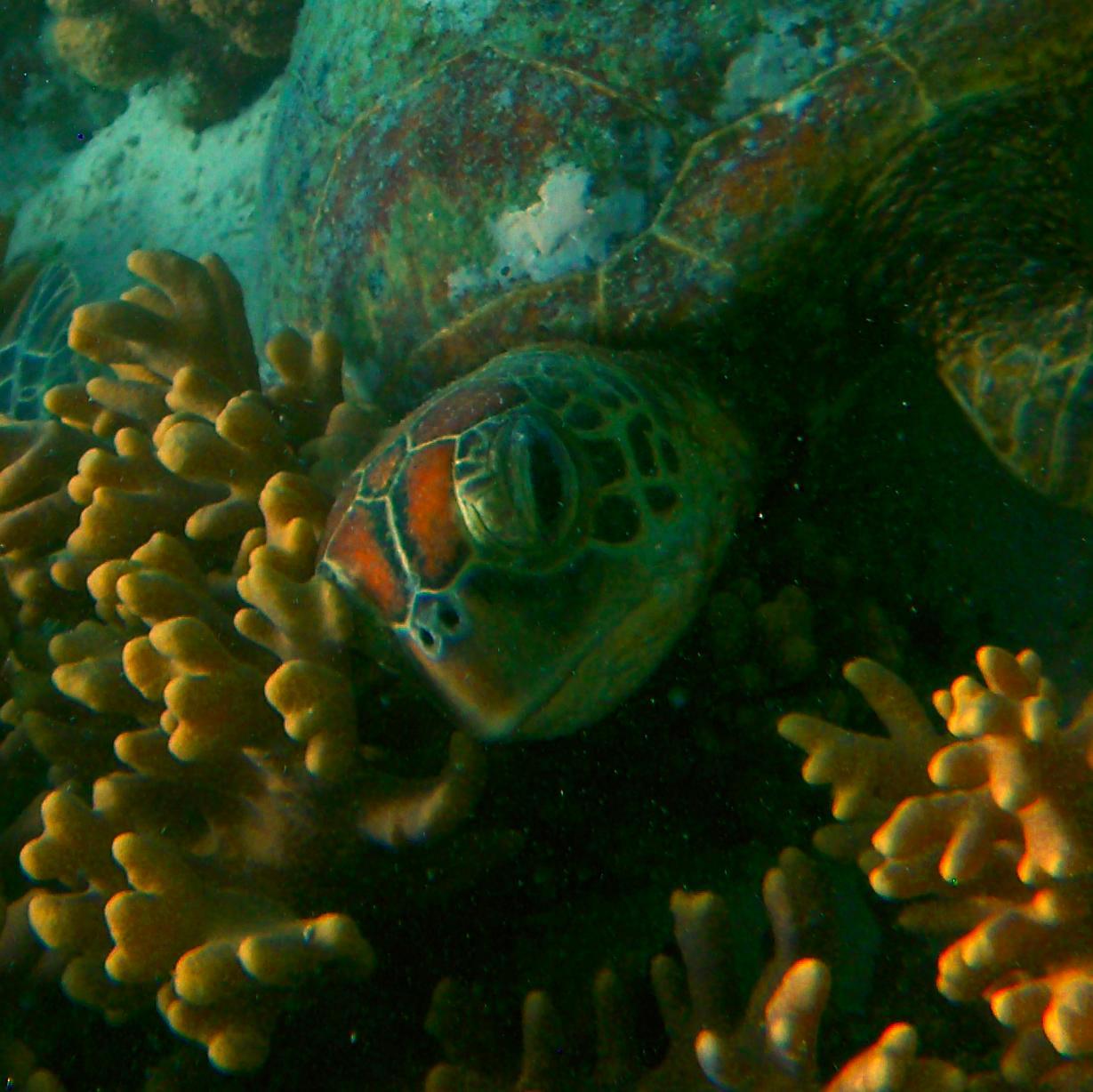 caldidesign's profile picture. Scuba diver, fashion lover, foodie, yogi, cats rule!